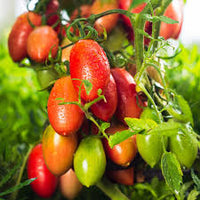 Amish Paste Traditionell Tomate Solanum lycopersicum Gemüse Samen zum Pflanzen in Garden