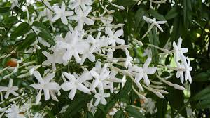 Jasmin Samen fuer Garten und Kuebel