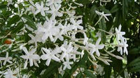 Jasmin Samen fuer Garten und Kuebel