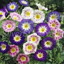 Gemischt Convolvulus Blumensamen zur Aussaat – farbenfroh Schau – Traditionssorte & ohne Gentechnik Samen Hausgarten