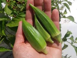 Okra Samen Lady Finger