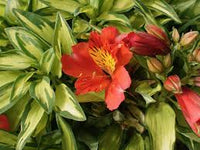 Rot Gelb Alstroemeria Blumensamen zur Aussaat – leuchtend Blüten – Traditionssorte & ohne Gentechnik Samen Hausgarten