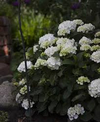 Hortensie Weiß Blumensamen zur Aussaat – farbenfroh Schau – Traditionssorte & ohne Gentechnik Samen Hausgarten