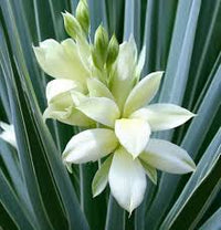 Weiß Yucca Blumensamen zur Aussaat – ideal Rabatten – Traditionssorte & ohne Gentechnik Samen Hausgarten