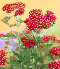 Rot Achillea Blumensamen zur Aussaat – farbenfroh Schau – Traditionssorte & ohne Gentechnik Samen Hausgarten