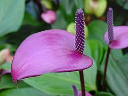 Flamingoblume Andraeanum Samen – Traditionssorte ohne Gentechnik Blumensamen zur Aussaat