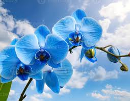Himmelblau Orchidee Blumensamen zur Aussaat – Traditionssorte ohne Gentechnik Keimung biologisch Garten Samen saisonal exotisch Blüten