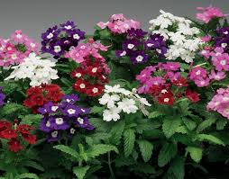 Gemischt Eisenkraut Blumensamen zur Aussaat – duftend Blüten – Traditionssorte & ohne Gentechnik Samen Hausgarten