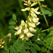Gelb Astragalus Blumensamen zur Aussaat – Schnitt Blume beliebt – Traditionssorte & ohne Gentechnik Samen Hausgarten