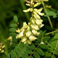 Gelb Astragalus Blumensamen zur Aussaat – Schnitt Blume beliebt – Traditionssorte & ohne Gentechnik Samen Hausgarten
