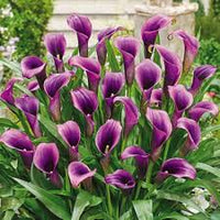 Calla Lila Blumensamen zur Aussaat – Landhaus Garten wichtig – Traditionssorte & ohne Gentechnik Samen Hausgarten