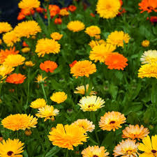 Semillas de caléndula, Calendula