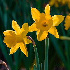 Deep gelb daffodil blume samen for anpflanzung – heirloom nongmo high germination organic garten samen for wildflower mix
 
 sale for anpflanzung in home garten