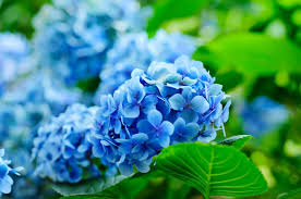 tief Blau Hortensie Blumensamen zur Aussaat – Bestäuber freundlich – Traditionssorte & ohne Gentechnik Samen Hausgarten