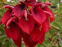 Weiß Erythrina Crista Galli Blumensamen zur Aussaat – Schnitt Blume beliebt – Traditionssorte & ohne Gentechnik Samen Hausgarten