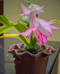 Schlumbergera (schlumbergera blume) samen for anpflanzung in home garten