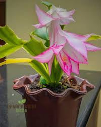 Schlumbergera (schlumbergera blume) samen for anpflanzung in home garten