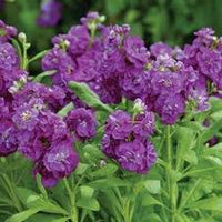 Lila Levkoje Incana Blumensamen zur Aussaat – Traditionssorte – ohne Gentechnik – duftend Garten Samen