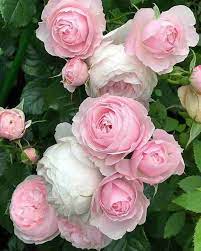 Light rosa polyantha rose blume samen for anpflanzung - bright blooms, heirloom & gmo free samen for home garten
 
 sale samen for home garten