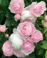 Light rosa polyantha rose blume samen for anpflanzung - bright blooms, heirloom & gmo free samen for home garten
 
 sale samen for home garten