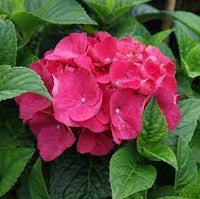 Rot baron hydrangea blume samen for anpflanzung - premium quality, heirloom & gmo free samen for home garten
 
 sale for anpflanzung in home garten.