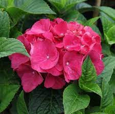 Rot baron hydrangea blume samen for anpflanzung - premium quality, heirloom & gmo free samen for home garten
 
 sale for anpflanzung in home garten.