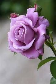 Lavender rose blume samen for anpflanzung - garten favorite, heirloom & gmo free samen for home garten
 
 sale samen for anpflanzung in home garten