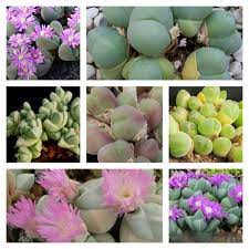 Mixed gibbaeum blume samen for anpflanzung - seasonal bloomer, heirloom & gmo free samen for home garten
 
 sale samen for anpflanzung in home garten