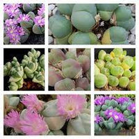 Mixed gibbaeum blume samen for anpflanzung - seasonal bloomer, heirloom & gmo free samen for home garten
 
 sale samen for anpflanzung in home garten