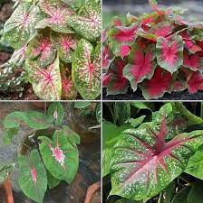 Teal mix caladium blume samen for anpflanzung - bright blooms, heirloom & gmo free samen for home garten
 
 sale samen for home garten