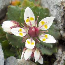 Saxifraga stellaris blume samen for anpflanzung - seasonal bloomer, heirloom & gmo free samen for home garten
 
 sale samen for anpflanzung in home garten