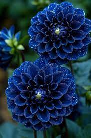 Blau pompon dahlia blume samen for anpflanzung - shade tolerant, heirloom & gmo free samen for home garten
 
 sale for anpflanzung in home garten