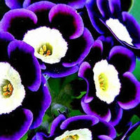 Blau phantom petunia samen – heirloom non-gmo long bloom blumen for home garten anpflanzung
 
 sale samen for home garten