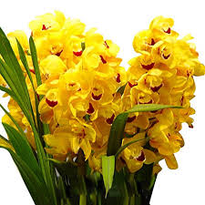 Gelb orchid formaldehyde blume samen for anpflanzung - low maintenance, heirloom & gmo free samen for home garten
 
 sale samen for home garten