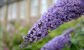 Violet buddleja blume samen for anpflanzung - bright blooms, heirloom & gmo free samen for home garten
 
 sale for anpflanzung in home garten
