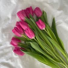 Deep rosa tulip blume samen for anpflanzung – heirloom nongmo high germination organic garten samen for vibrant spring blooms
 
 sale for anpflanzung in home garten