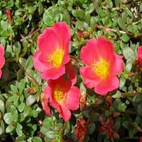 Rot rock purslane ruby tuesday or calandrinia blume samen for anpflanzung - cut blume favorite, heirloom & gmo free samen for home garten
 
 sale for anpflanzung in home garten
