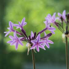 Tulbaghia violacea blume samen for anpflanzung - easy to grow, heirloom & gmo free samen for home garten
 
 sale for anpflanzung in home garten.