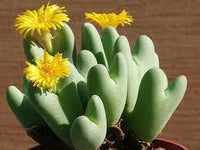 Conophytum bilobum cactus samen for anpflanzung - wildflower mix, heirloom & gmo free samen for home garten
 
 sale samen for home garten