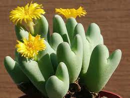 Conophytum bilobum cactus samen for anpflanzung - wildflower mix, heirloom & gmo free samen for home garten
 
 sale samen for home garten