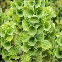 Moluccella laevis bells of ireland blume samen for anpflanzung garten favorite heirloom & gmo free samen for home garten 
 
 sale samen for home garten anpflanzung