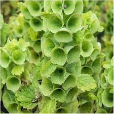 Moluccella laevis bells of ireland blume samen for anpflanzung garten favorite heirloom & gmo free samen for home garten 
 
 sale samen for home garten anpflanzung