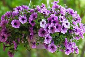 Light rosa aster blume samen for anpflanzung low maintenance heirloom & gmo free samen for home garten
 
 sale for anpflanzung in home garten