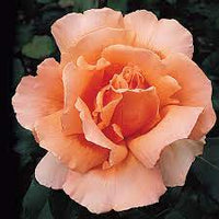 Orange joey hybrid tea rose blume samen for anpflanzung - cut blume favorite, heirloom & gmo free samen for home garten
 
 sale samen for home garten