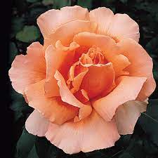 Orange joey hybrid tea rose blume samen for anpflanzung - cut blume favorite, heirloom & gmo free samen for home garten
 
 sale samen for home garten