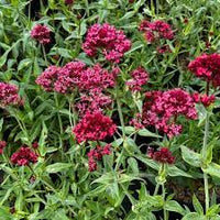 Rot valerian centranthus ruber samen – heirloom non-gmo compact flowering samen for garten anpflanzung
 
 sale samen for home garten