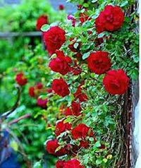 Rot climbing rose blume samen for anpflanzung - drought tolerant, heirloom & gmo free samen for home garten
 
 sale samen for anpflanzung in home garten