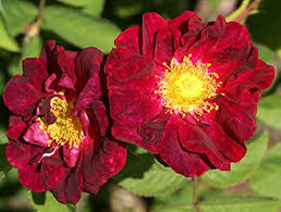 Rot rugrose rose blume samen for anpflanzung - wildflower mix, heirloom & gmo free samen for home garten
 
 sale samen for home garten