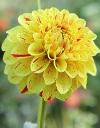 Gelb pompon dahlia blume samen for anpflanzung – heirloom, non-gmo, garten favorite samen
 
 sale for anpflanzung in home garten.