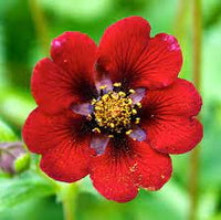 Rot potentilla atrosanguinea blume samen for anpflanzung - compact growth, heirloom & gmo free samen for home garten
 
 sale samen for anpflanzung in home garten